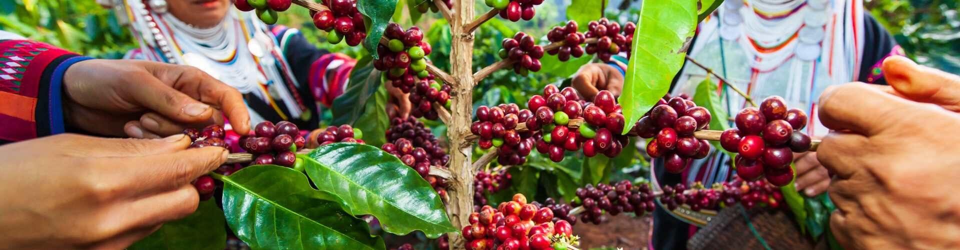 Koffieplantage koffiebonen plukken